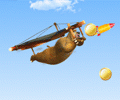 Bear Fly Fly Fly